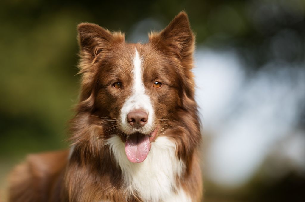 Border Collie marron