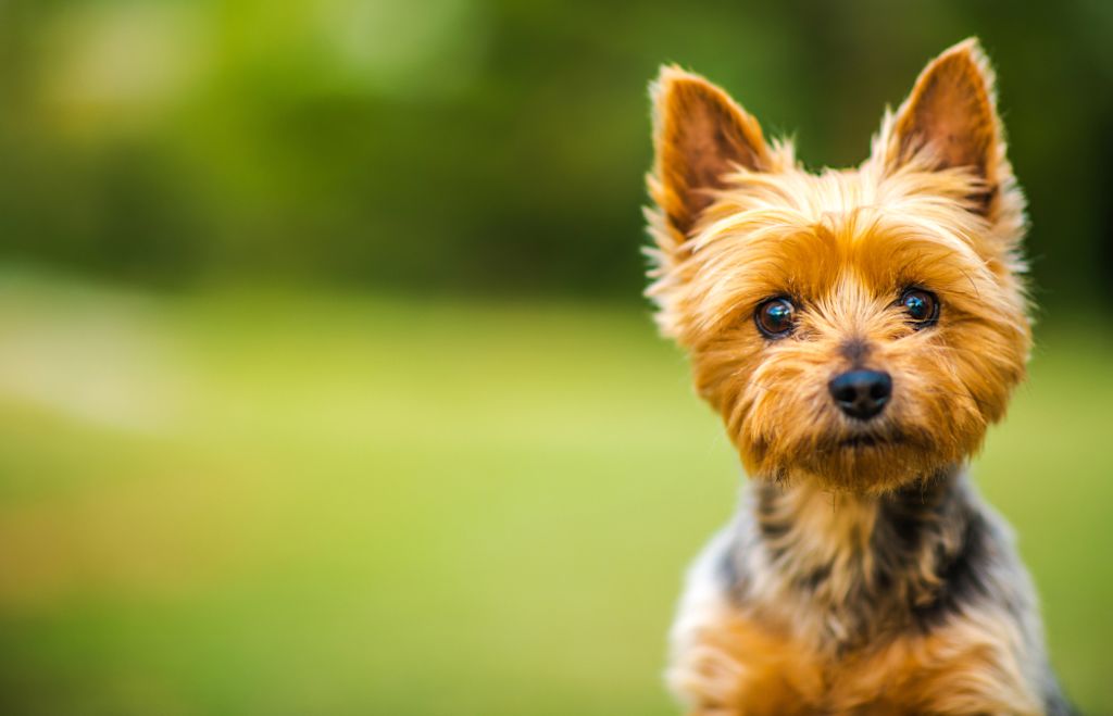Cachorro Silky terrier australiano