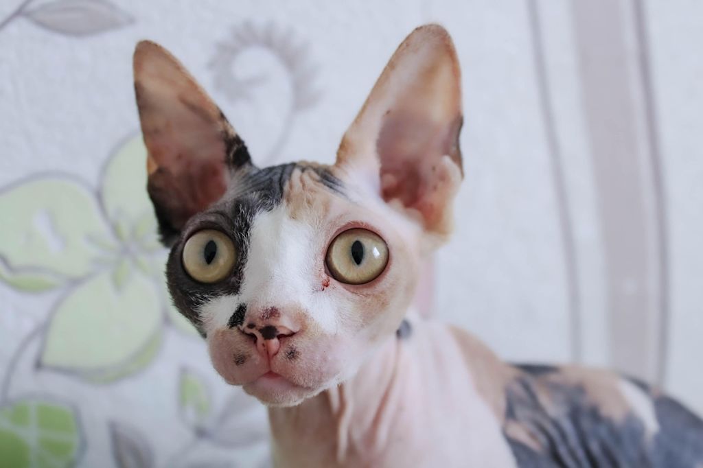 chat sphynx sans poils tricolore