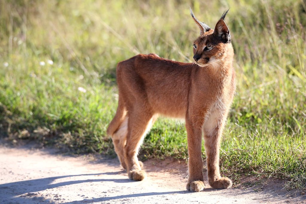 Caracal