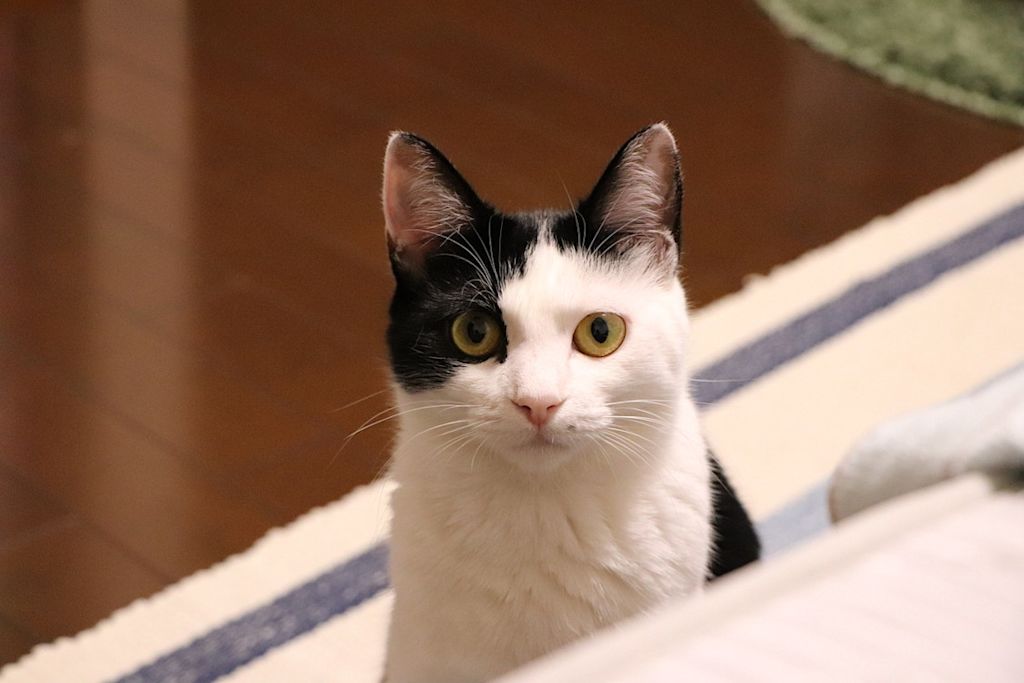 chaton noir et blanc