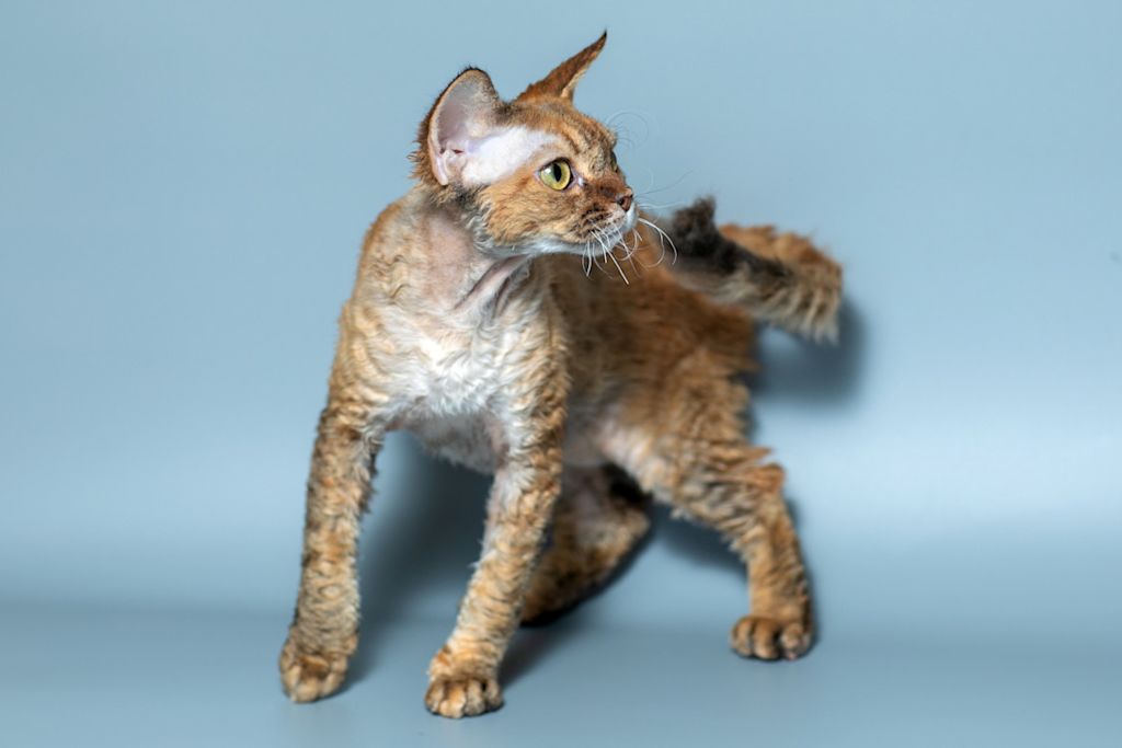 Devon Rex