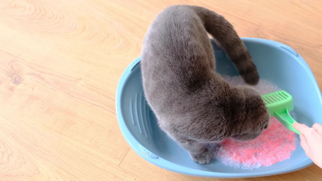 Katze blickt aus Katzentoilette