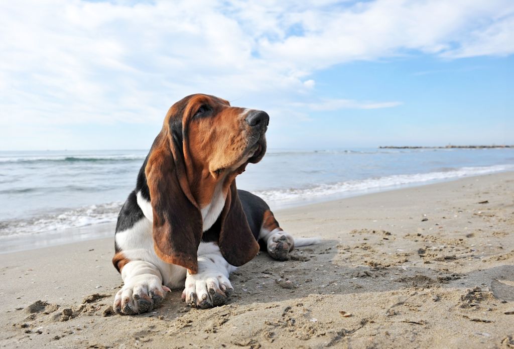 Basset Hound rust op zandstrand bij zee