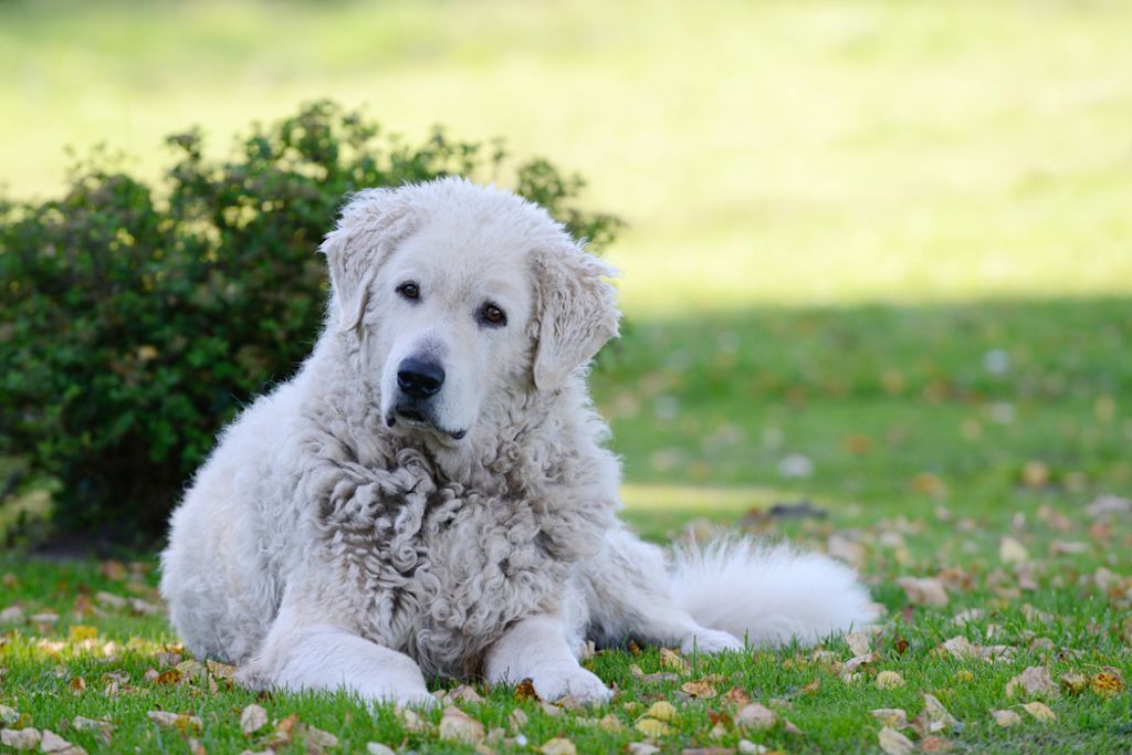 Kuvasz