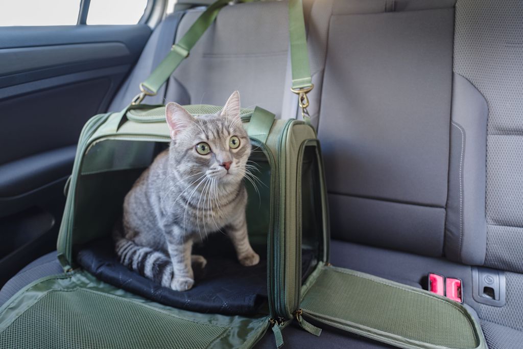 Chat en voiture