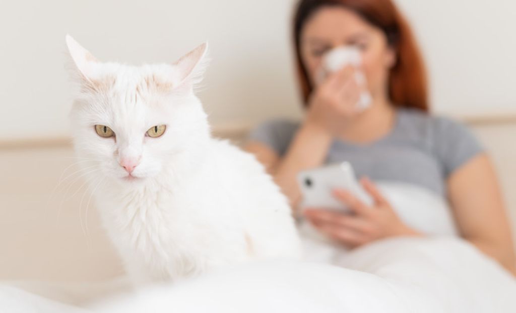 lutter contre allergie au chat traitements
