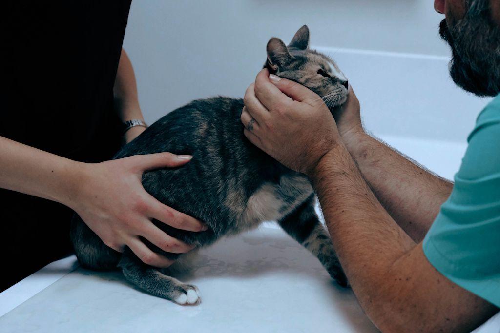 chat tricolore veterinaire
