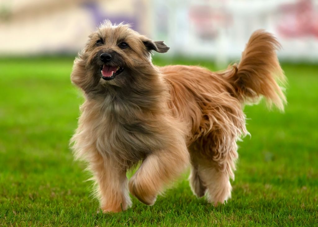 Belgische herder rust in het gras
