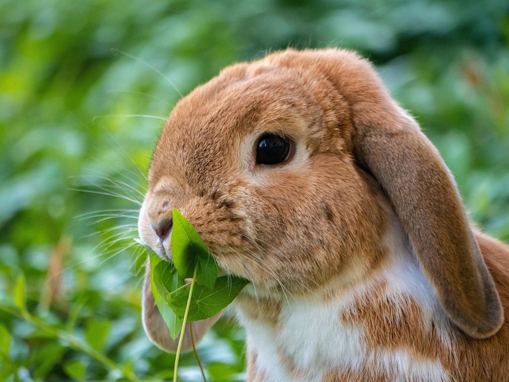 lapin bélier qui mange