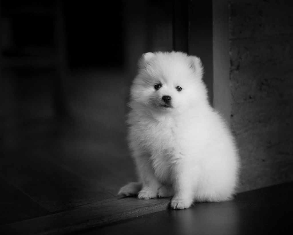 Chiot Spitz Japonais