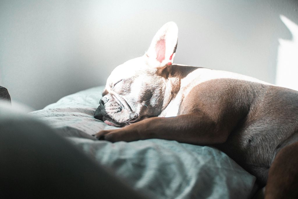 Sieste du Bouledogue Français