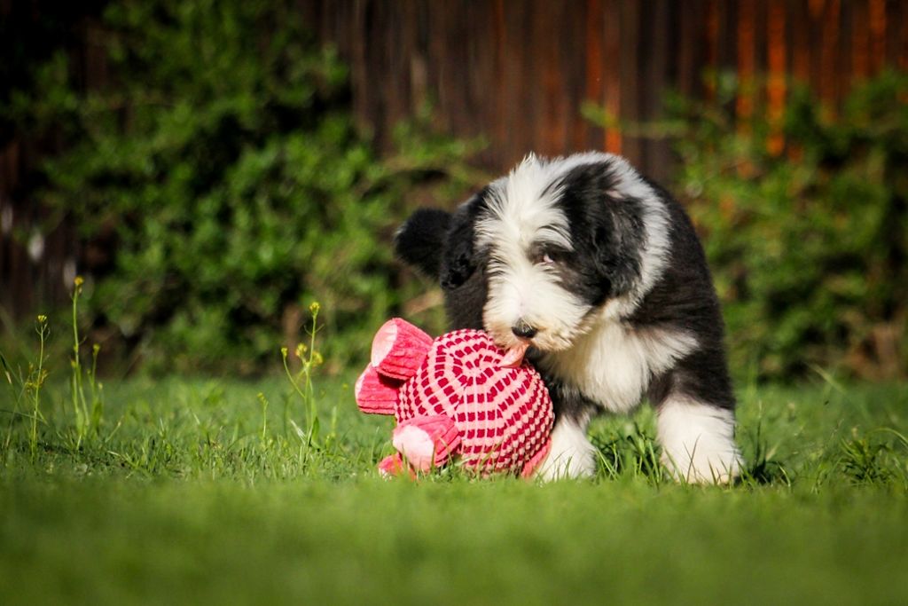 Bearded Collie Puppy