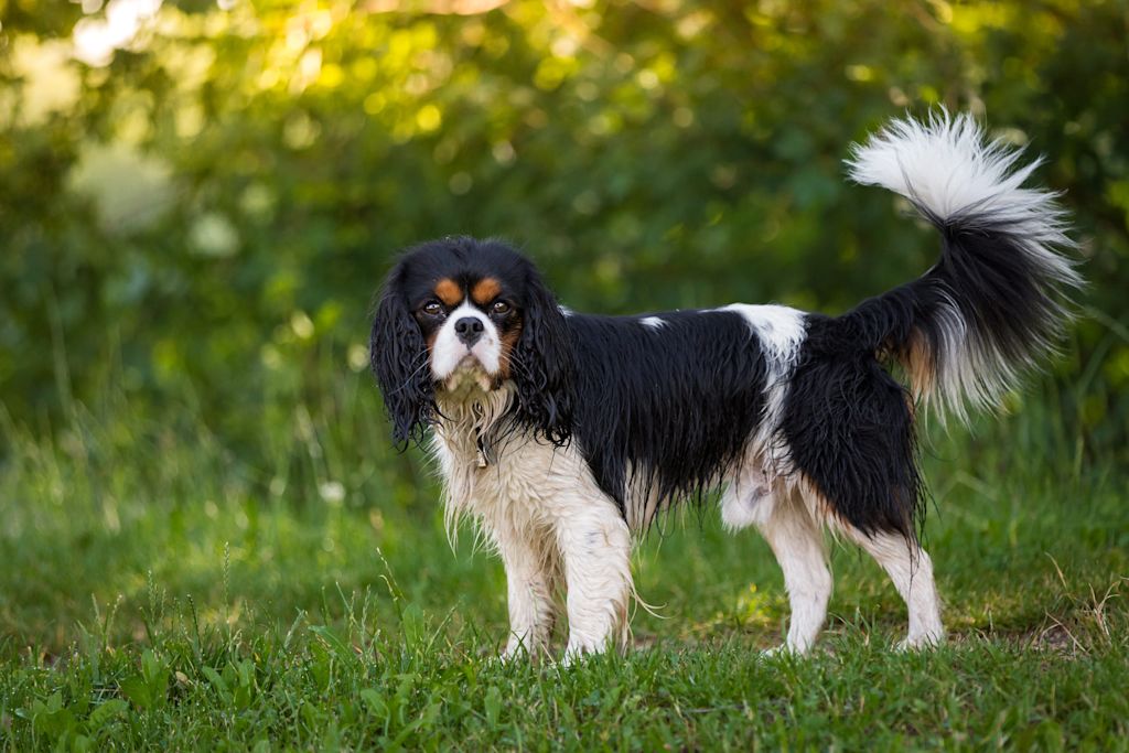 superbe cavalier king charles
