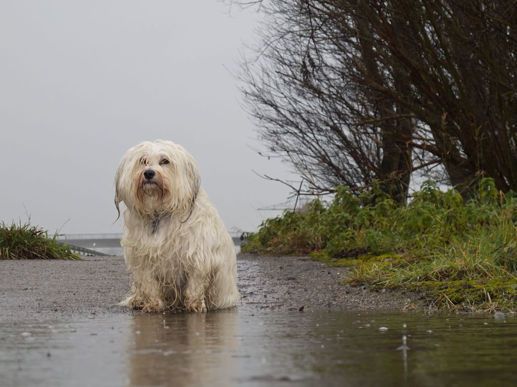 Chien sous l'orage
