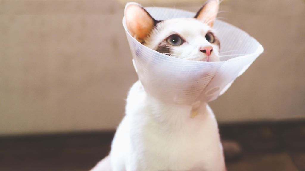 Chat après chirurgie