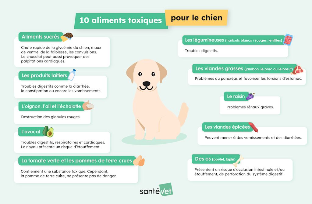 SVFR - Infographie 10 aliments toxiques chien