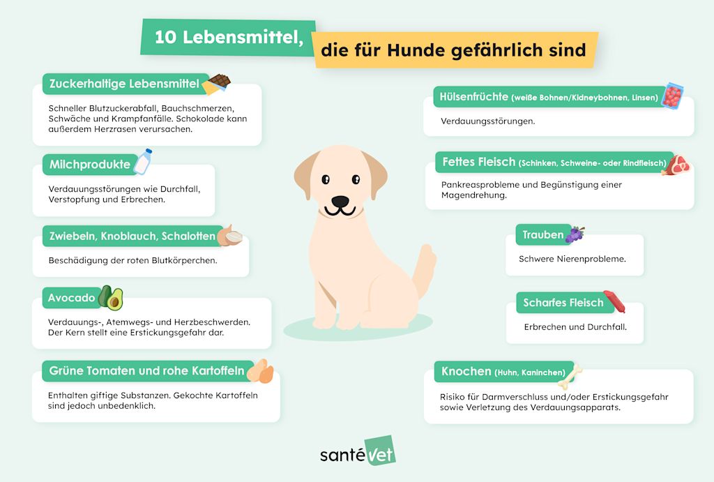SVDE - Infographie 10 aliments toxiques chien