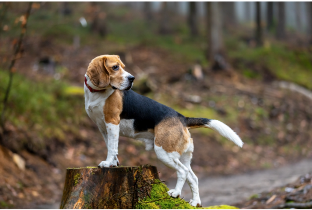 Le beagle
