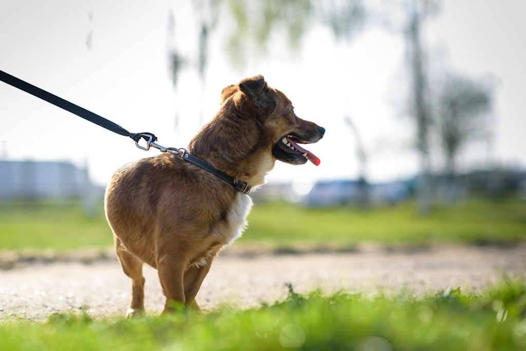 chien qui n avance pas