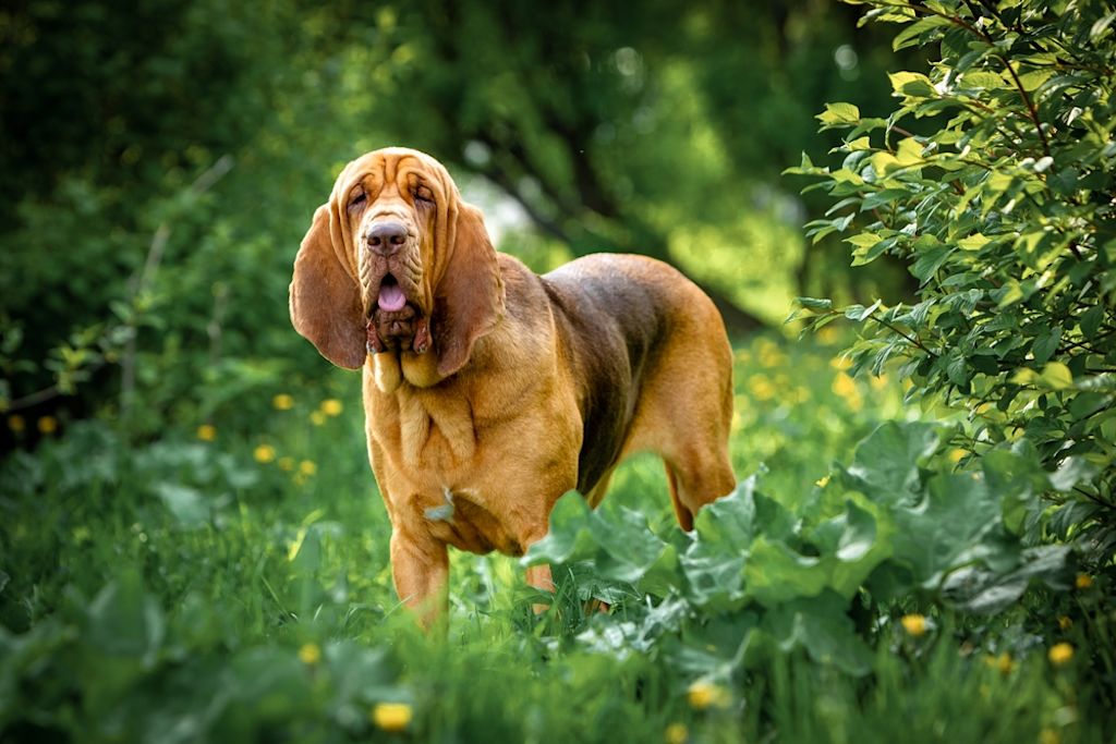 Bloodhound