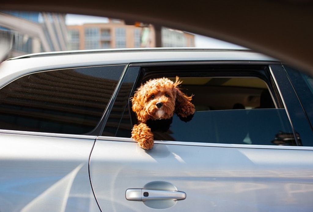 Chien en voiture
