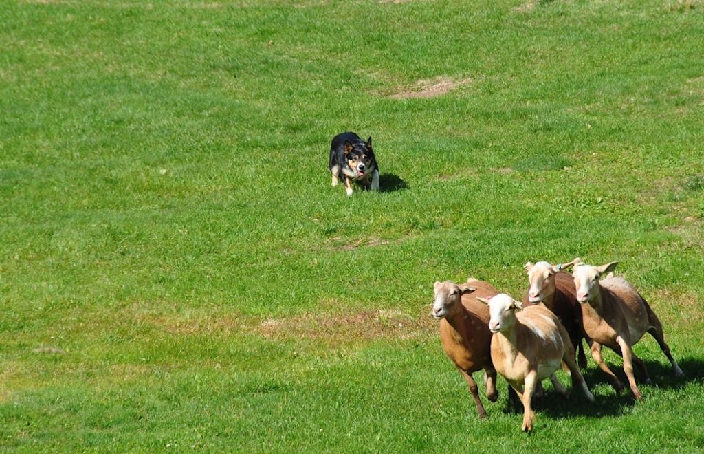 Perro pastoreando©Shutterstock