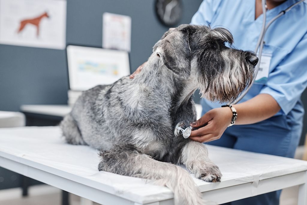 Perro Schnauzer©Shutterstock