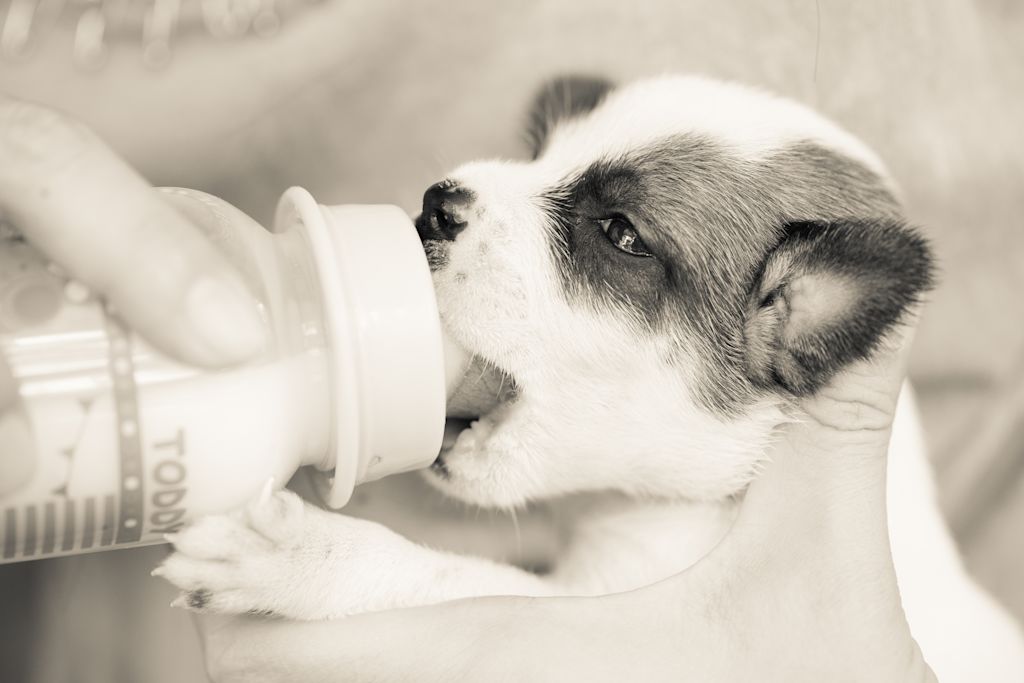 hundtrinktmilchbauernhof