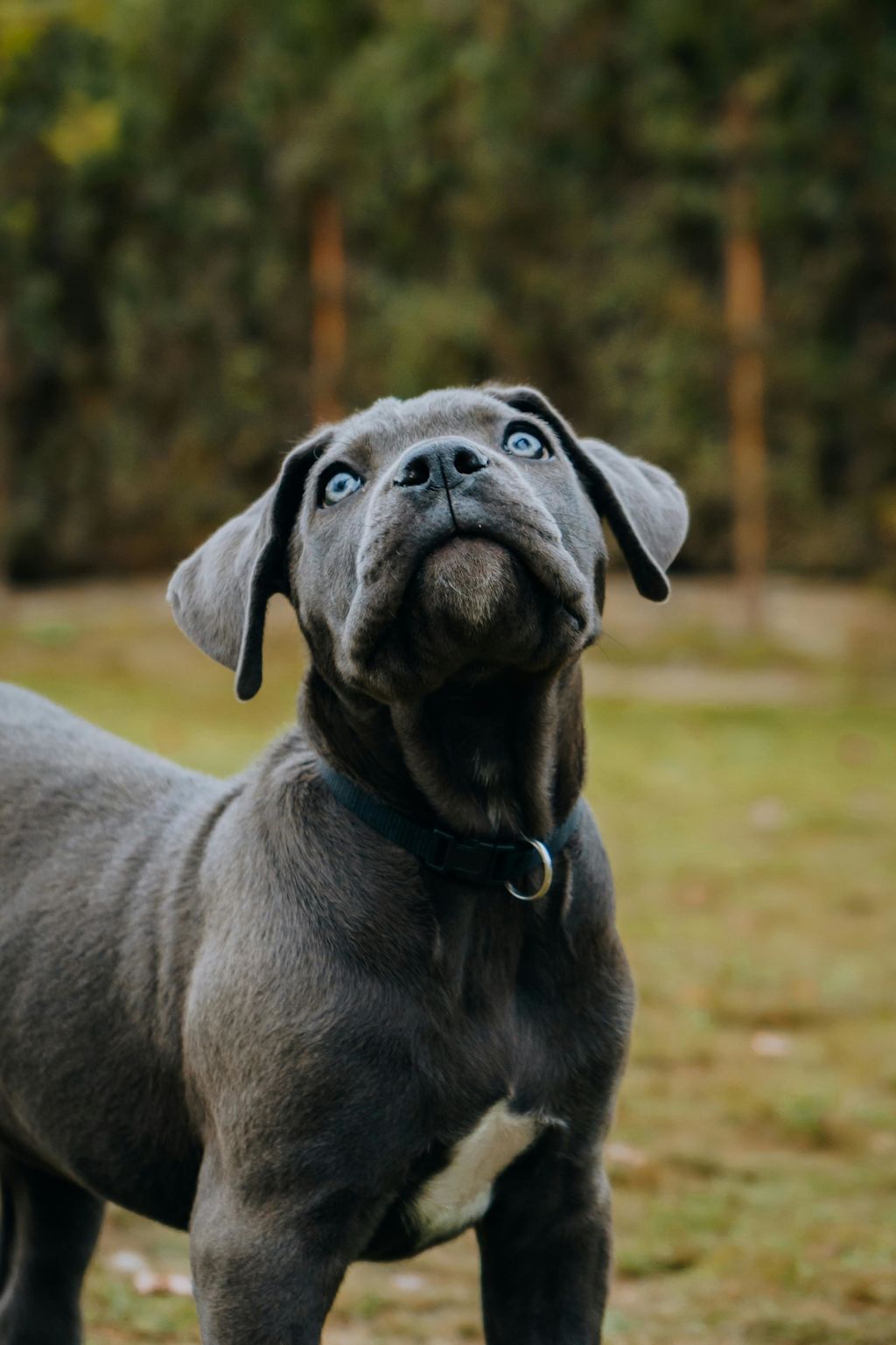 cane corso vu de face