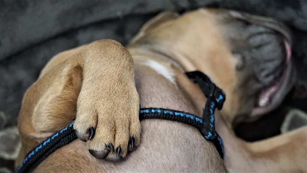 Chiot qui dort sur le dos