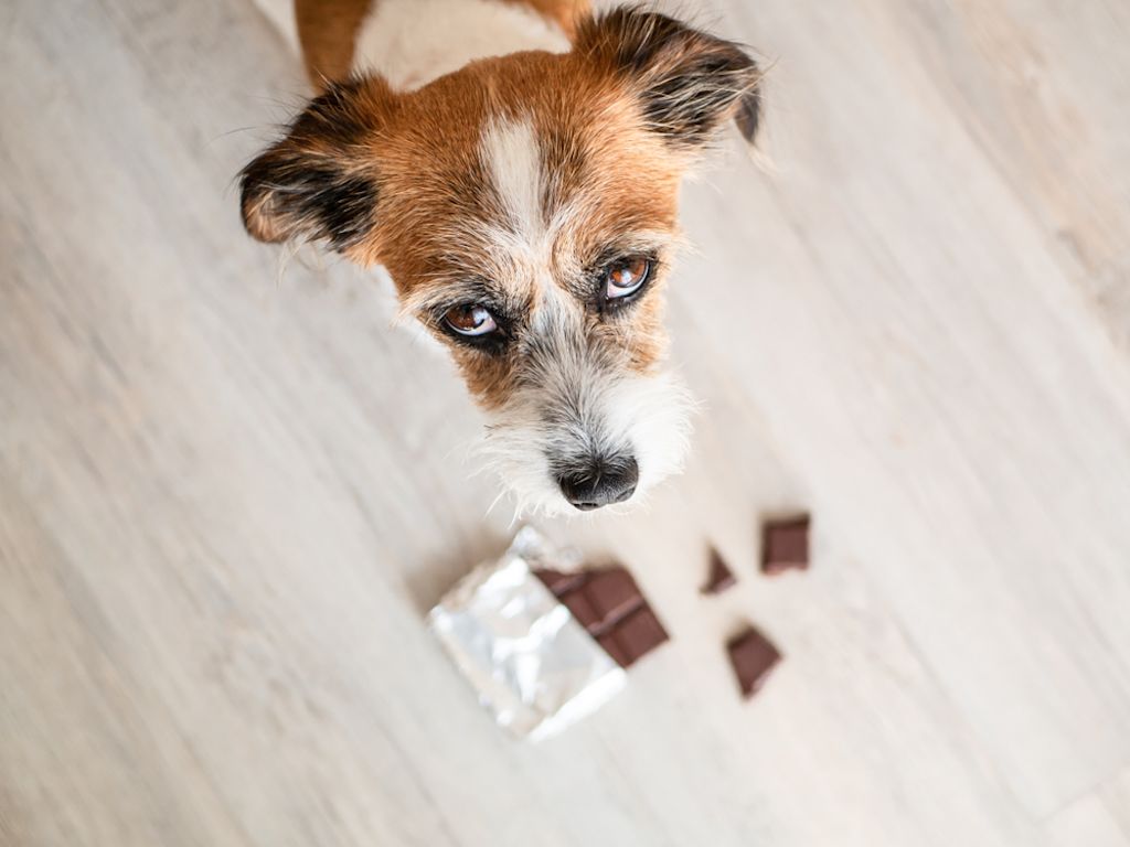 Hond heeft chocolade gegeten