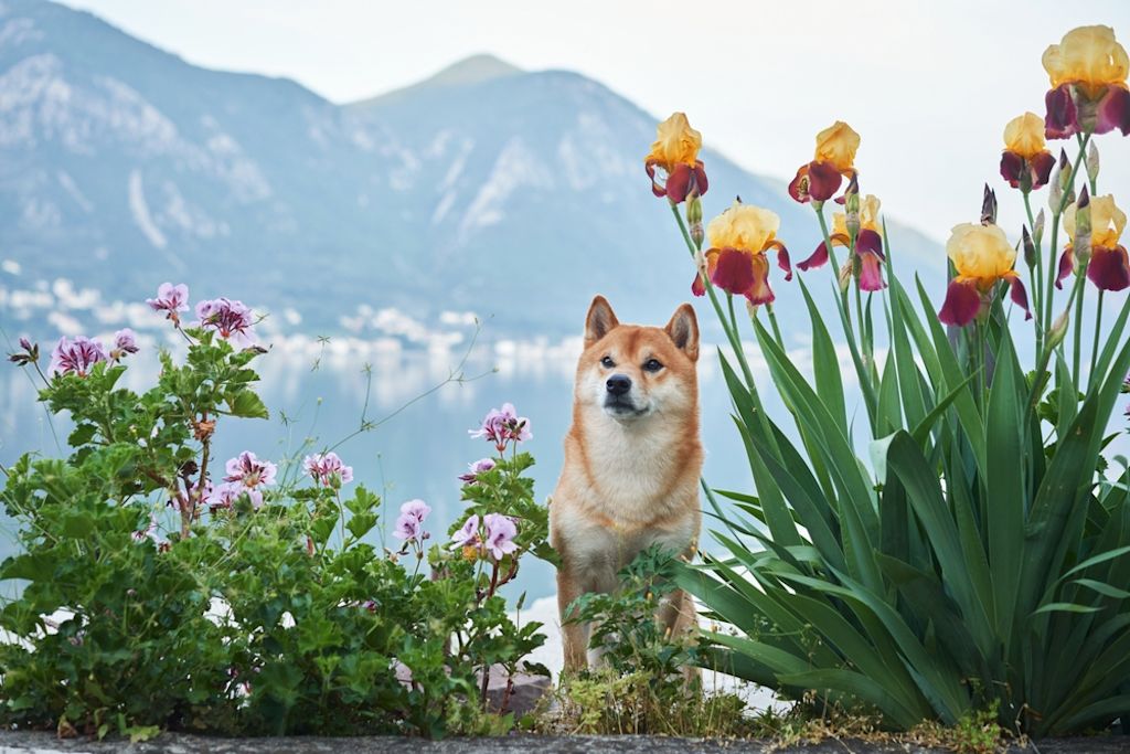 Shiba Inu ligt