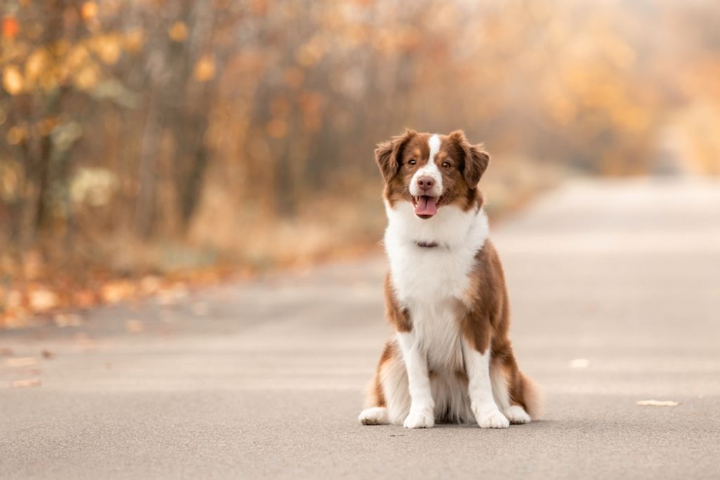 Australische Herder puppy op bosgrond