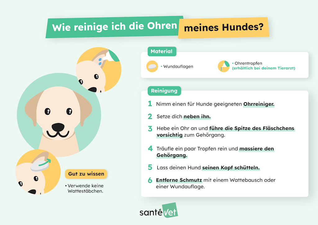 wie man die Ohren eines Hundes reinigt