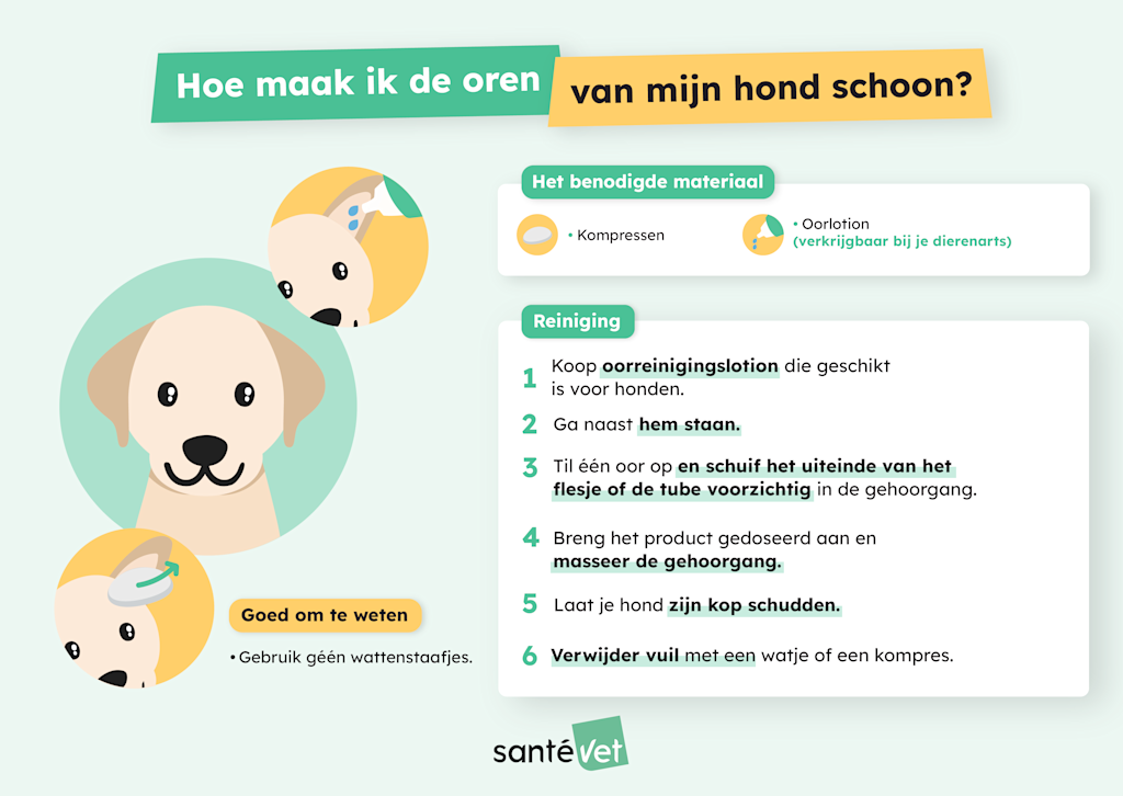 SVBE - Infographie - Comment nettoyer les oreilles de mon chien