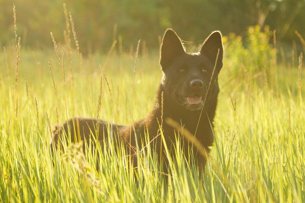 chien noir gazon