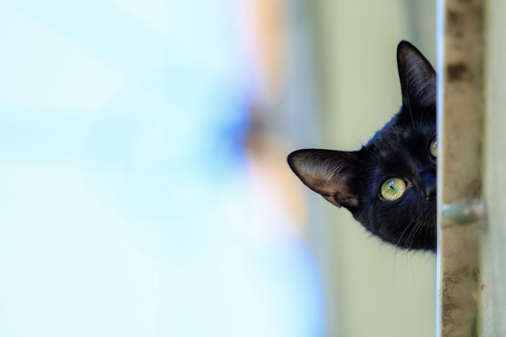 Schwarze Katze späht vorsichtig um die Ecke