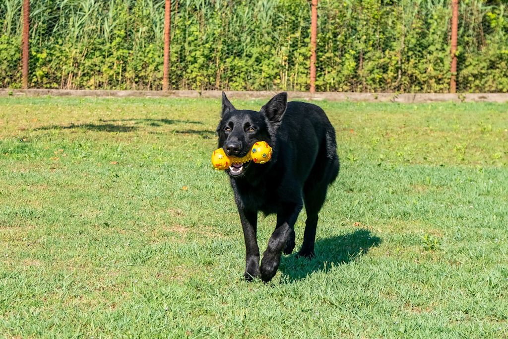 SV - berger hollandais jeux