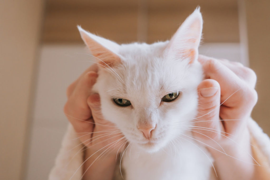 chat blanc et surdité