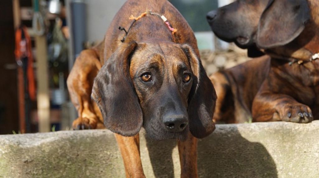 Chien de sang adulte