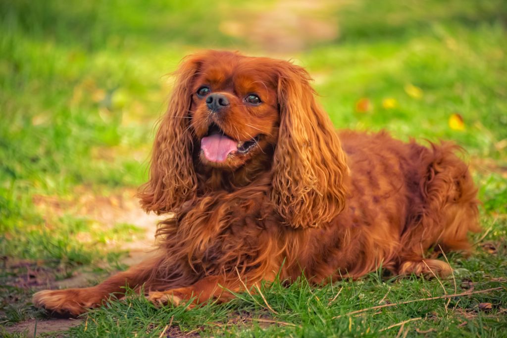 cavalier king charles ruby