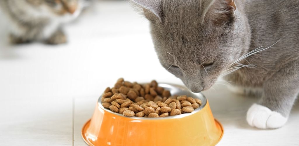 Ausgewogenes Futter unterstützt die Heilung
