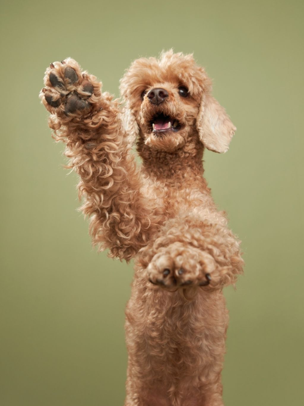 Kontrollieren Sie auch die Pfoten