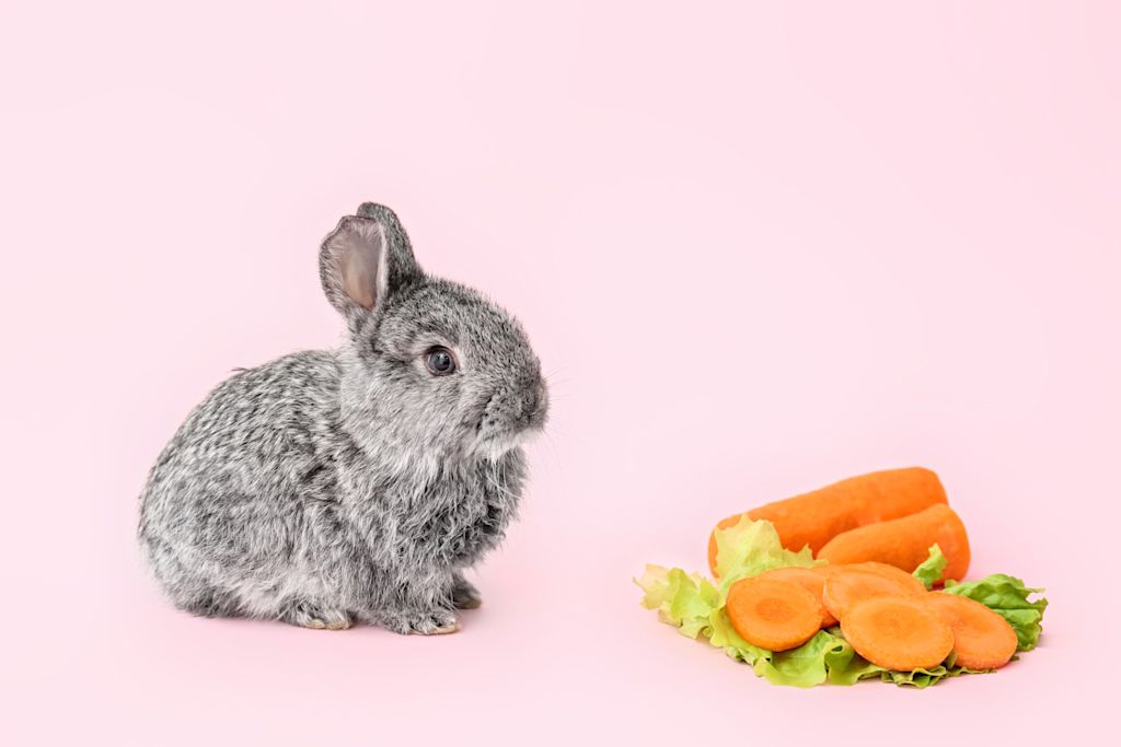 lapin avec carottes