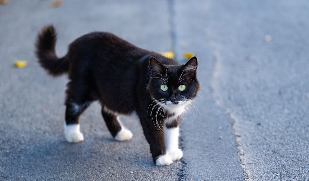chat qui marche dans le goudron