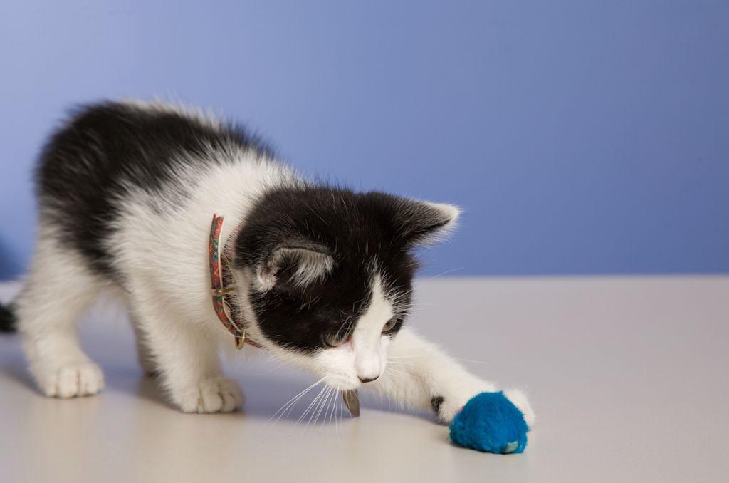 chaton noir et blanc balle