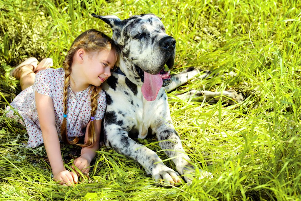 Dogo alemán y niña.