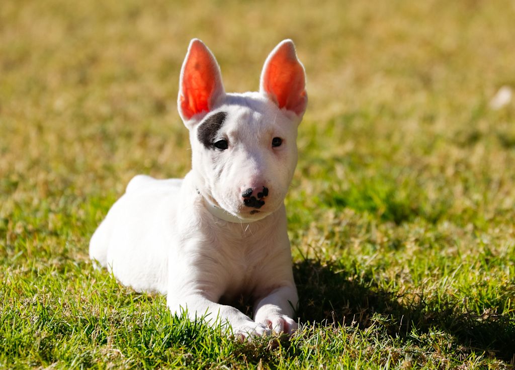 chiot bull terrier