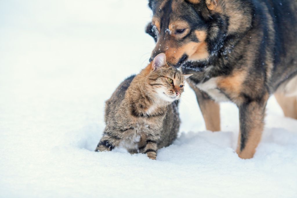 chien_et_chat_en_hiver